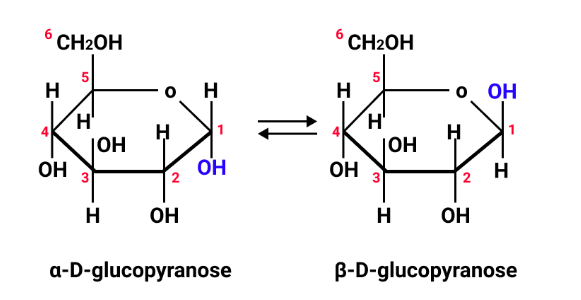 anomers of glucose