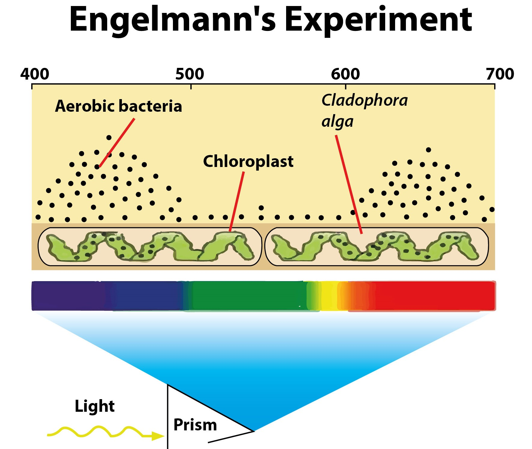 Engelmann experiment