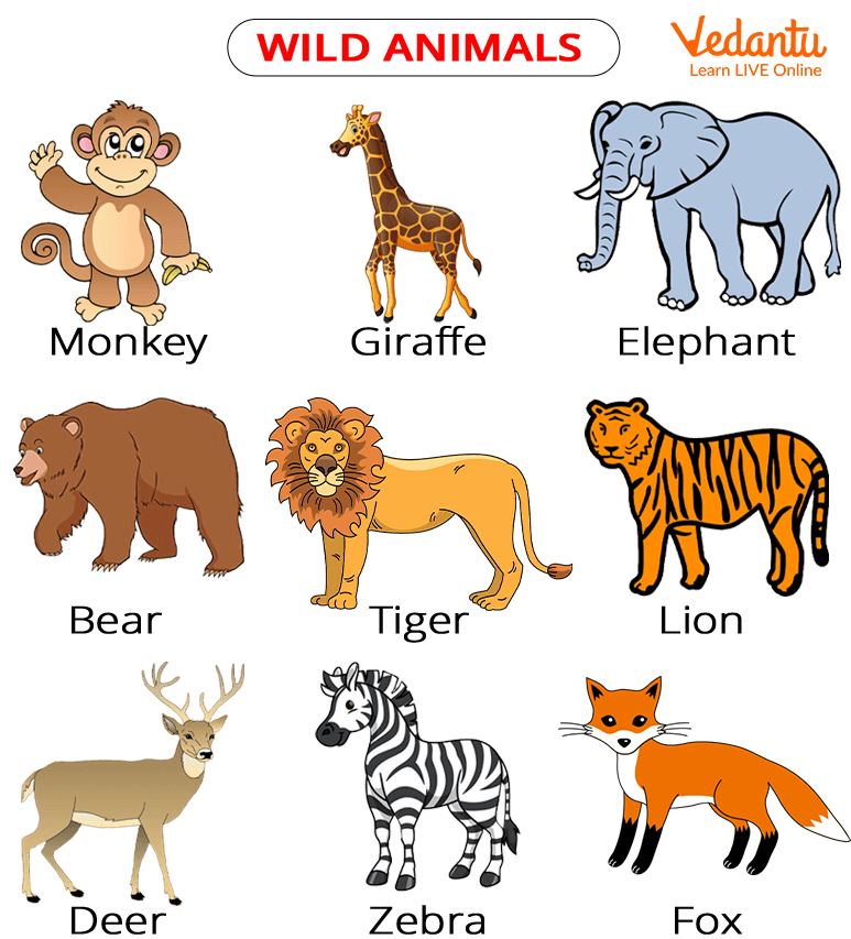 animals images with names for kids
