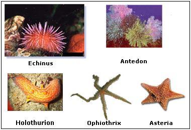 Examples of Echinodermata