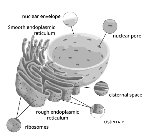 Endoplasmic Reticulum