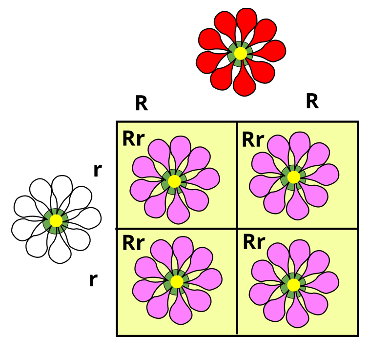 A Cross Between Red and White Flowers Produces Pink Flowers Showing Incomplete Dominance