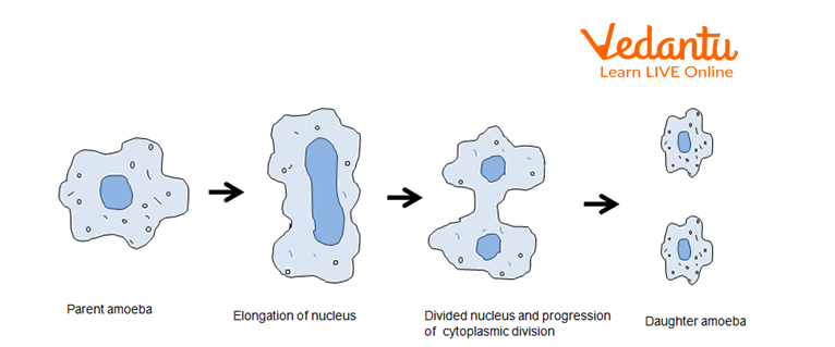 Binary fission in Amoeba