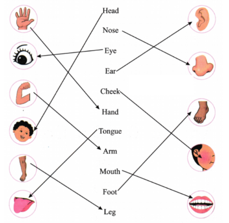 The parts of the body with their pictures in order