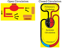 Differences between Opened and Closed Circulatory System