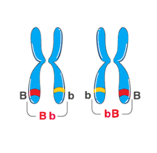 Heterozygous