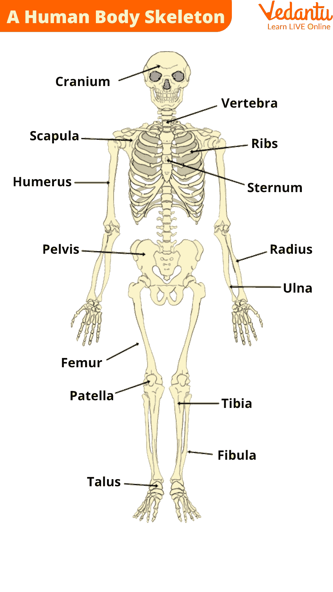 skeletal system diagram