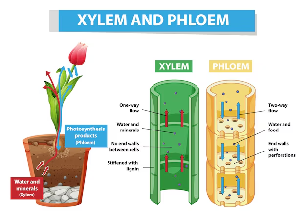 xylem and phloem diagram