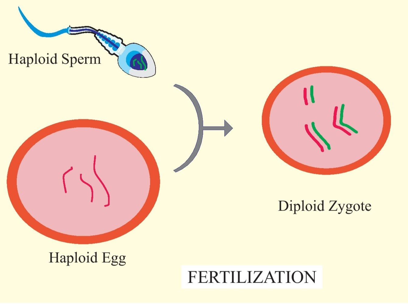 fertilization