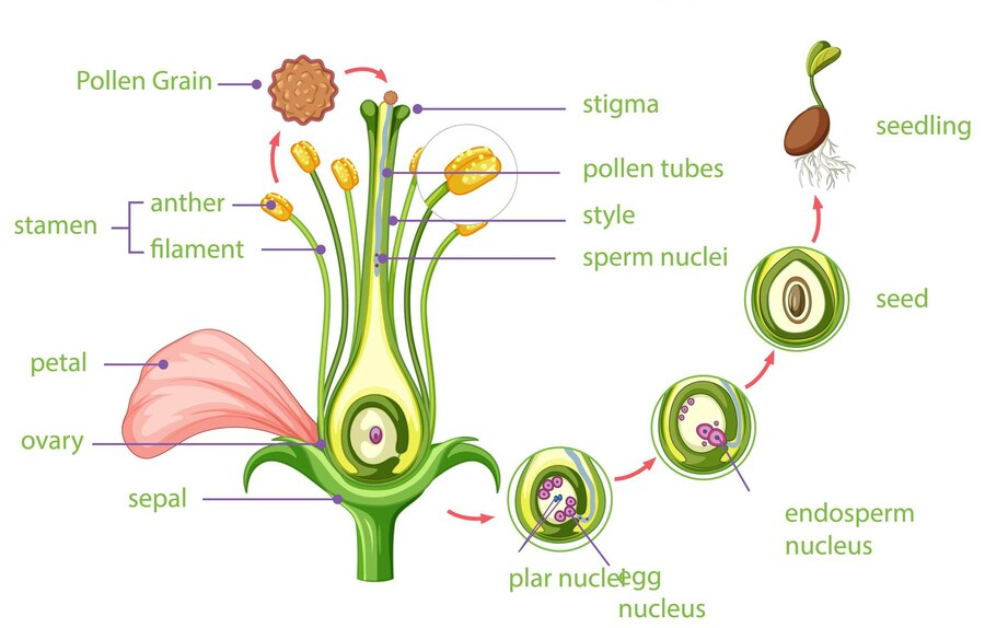 Sexual reproduction in Plants