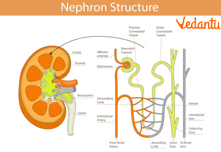 Labelled Nephron Diagram