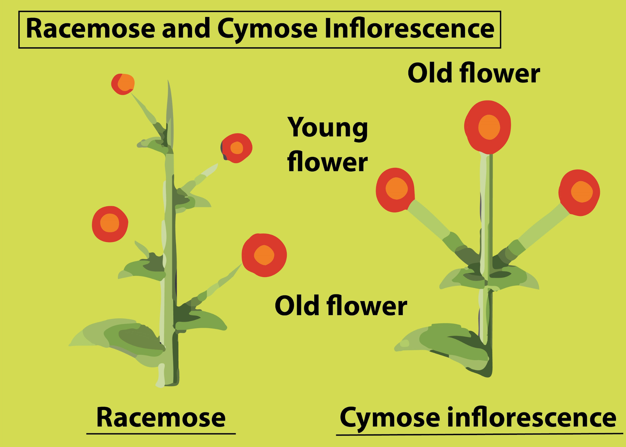 Racemose and Cymose inflorescence