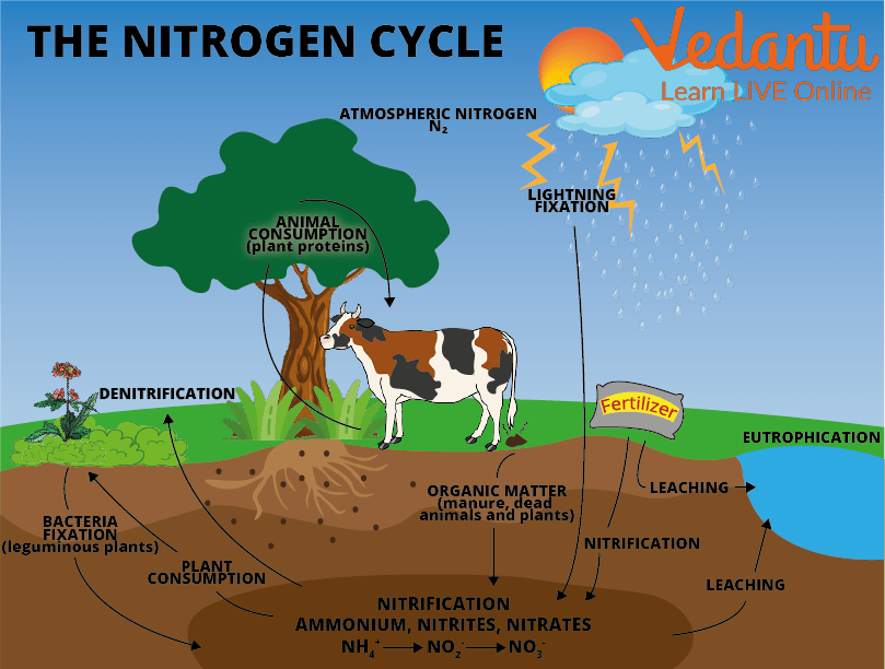 The nitrogen cycle