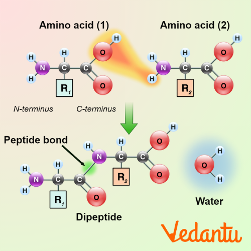 A peptide bond is formed