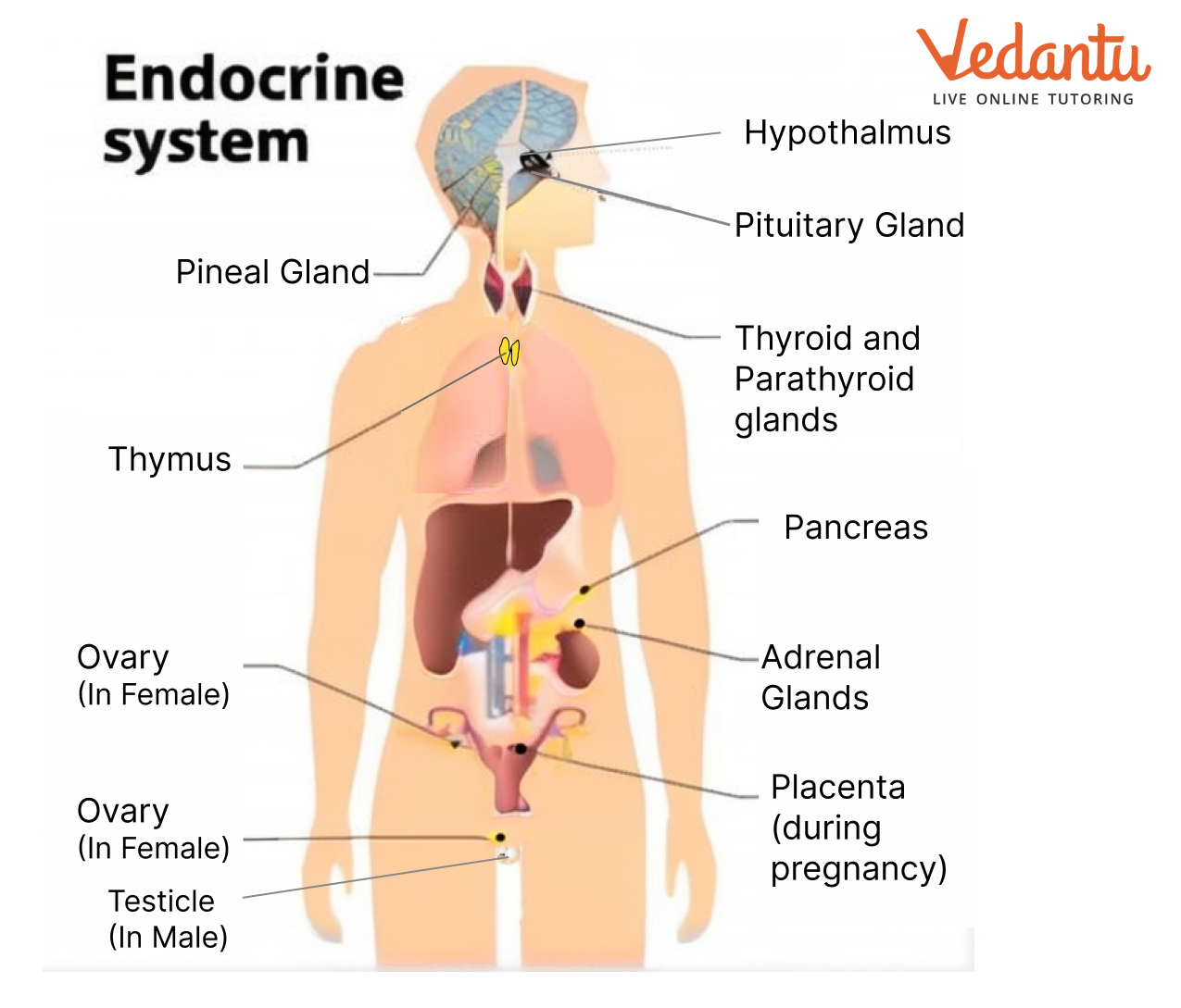 The Various Endocrine Glands in Our Body