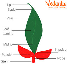 Structure of a leaf