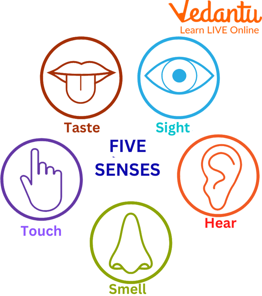 Read My Five Senses Poem For Kids Popular Poems For Children