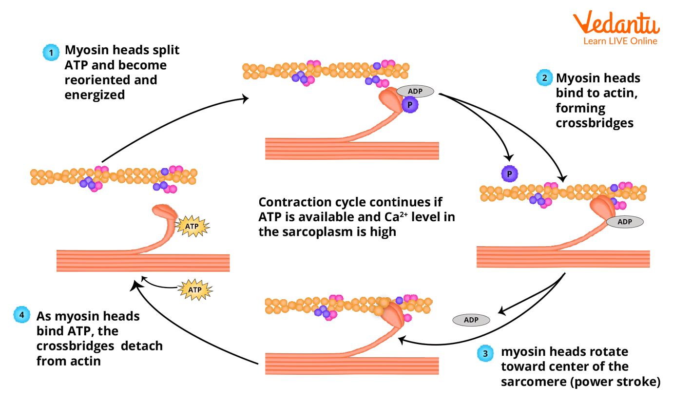 sliding filament theory diagram