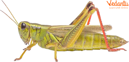 Grasshopper