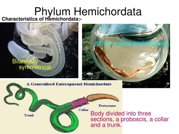 Phylum Hemichordata