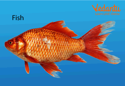 Fish Facts for Kids Learn Important Terms and Concepts, fishes 