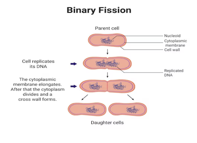 Binary Fission in Amoeba Diagram