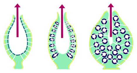 Sponge Canal System