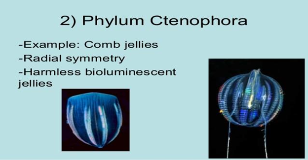 Phylum Ctenophora