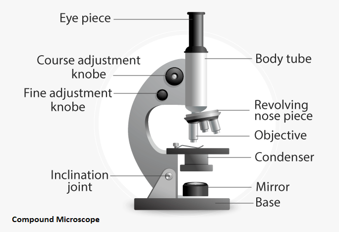 microscope parts diagram