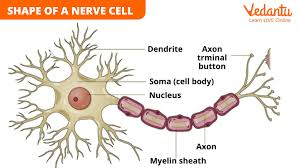 Neuron - nerve cell