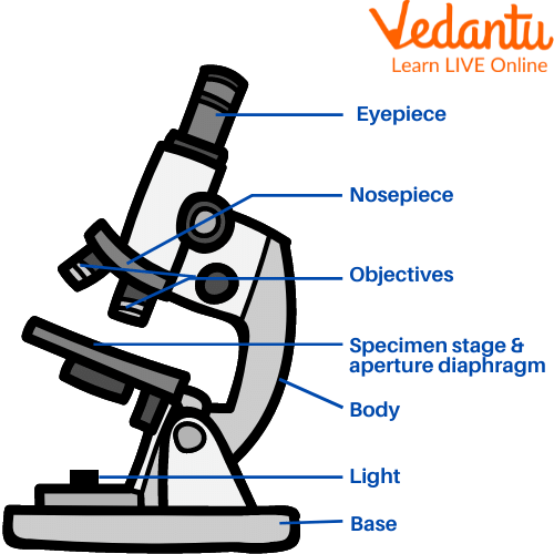 How Does a Microscope Work - Different Types of Microscope