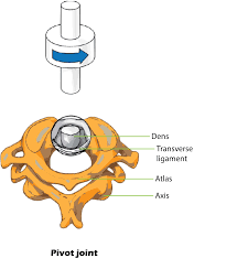 Pivot Joint