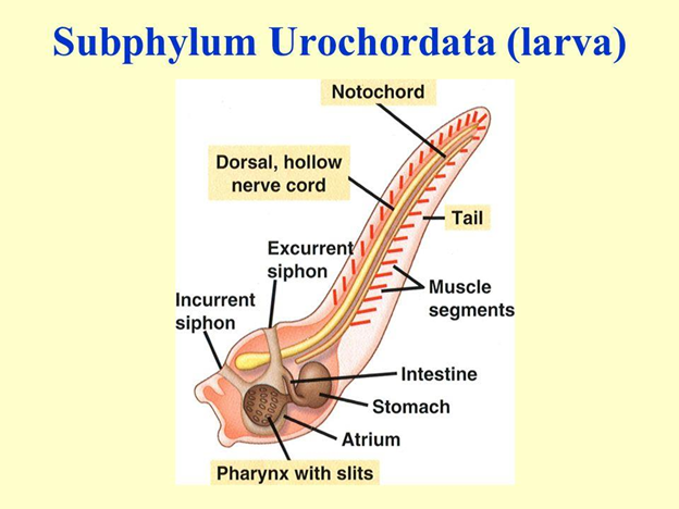 Sub-Phyla Urochordata