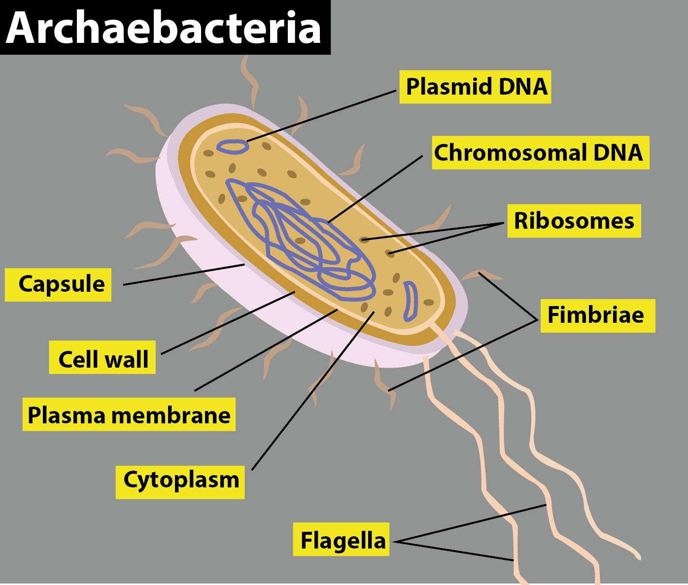 Archaebacteria