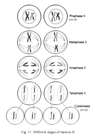 meiosis 2 diagram