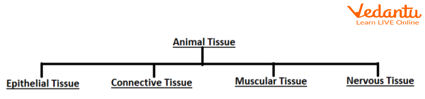 Flow chart of Animal Tissue.