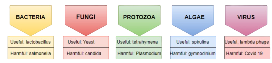 Groups of microorganisms