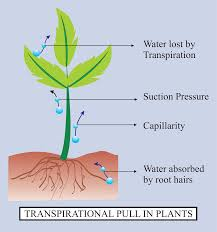 Transpiration in Plants