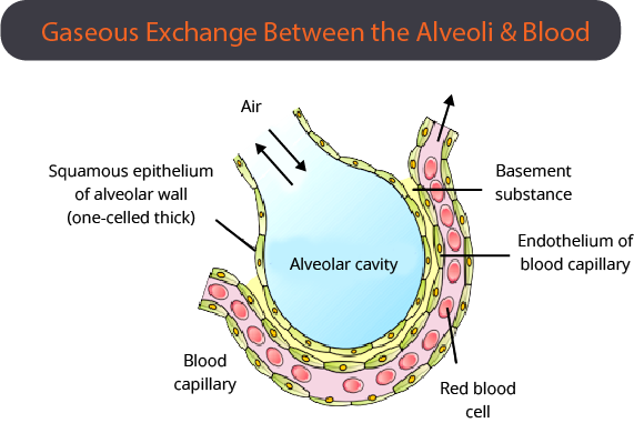 Gaseous Exchange Between the Alveoli and Blood