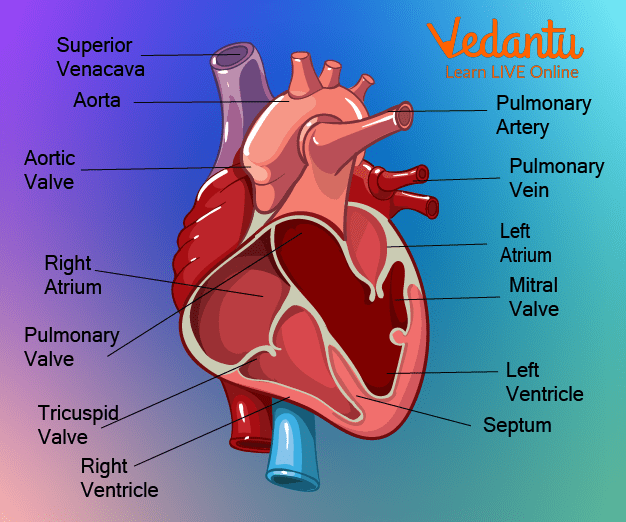  What Is Heartbeat Learn Definition Facts Examples