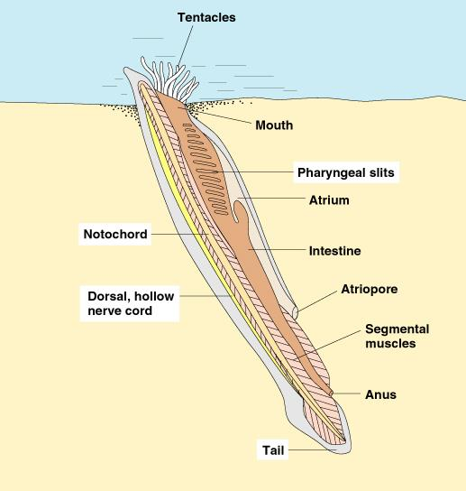 Subphylum Cephalochordata