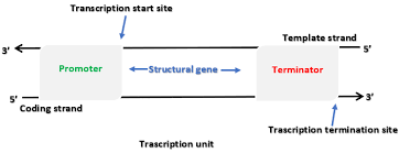 Transcription Unit