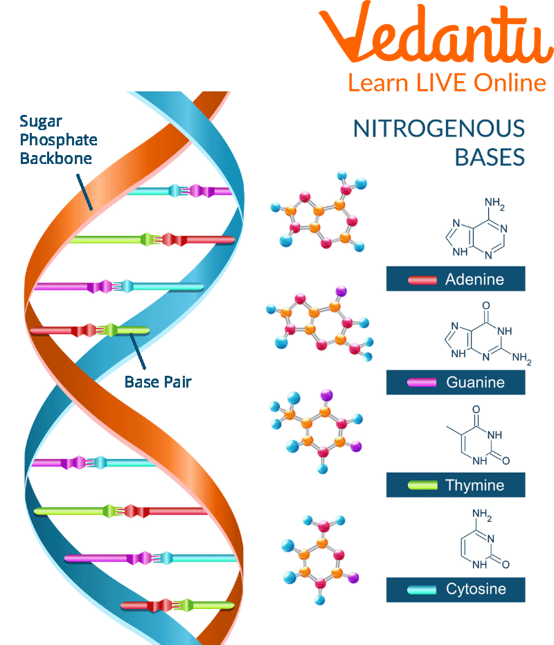 Nitrogenous Bases in DNA