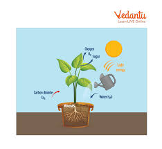 Respiration in Plants