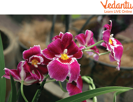 Miltoniopsis Orchid