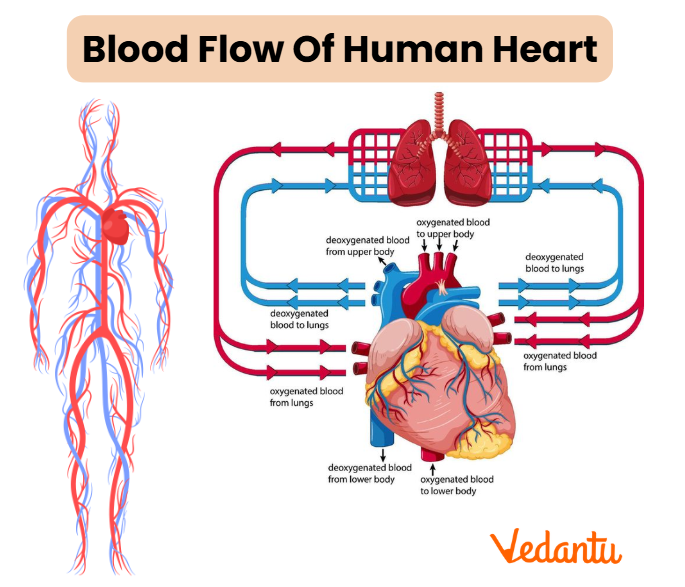 human circulatory system