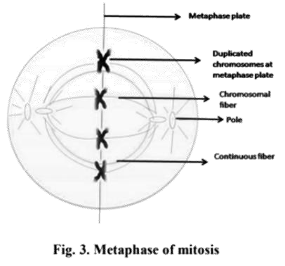 Metaphase of Mitosis