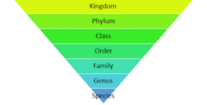 Taxonomic Hierarchy