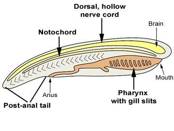 notochord