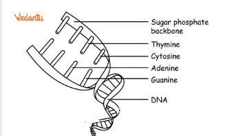 DNA Structure Diagram